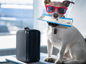 Viajar de avião com pet