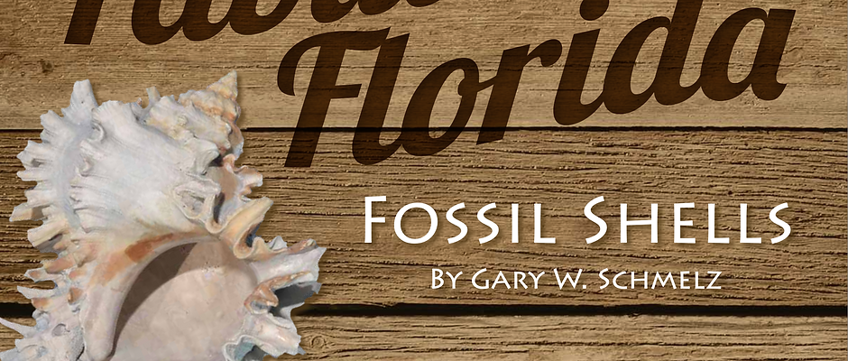 Fabulous Florida Fossil Shells