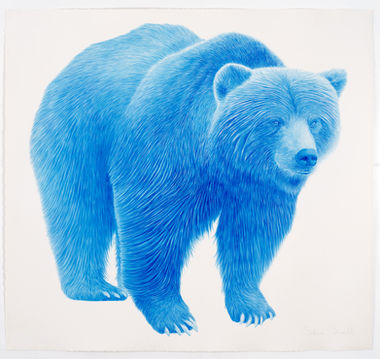 blue bear