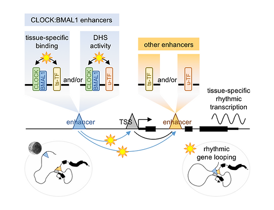 CLOCK_BMAL1_enhancer_interactions.png