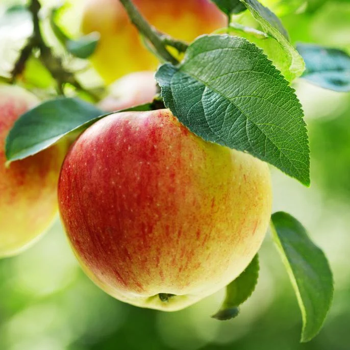 Gala Apple.webp