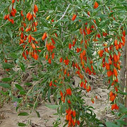 Goji berries on shrub