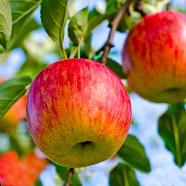 Fuji Apple.webp