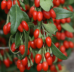 goji berry clusters