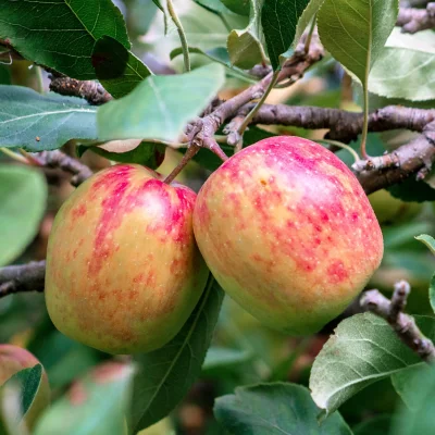 Anna Apple.webp