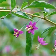 Goji berry flowers