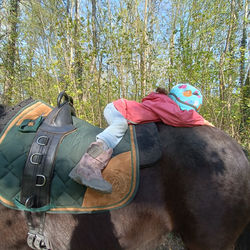Reittherapie Müller