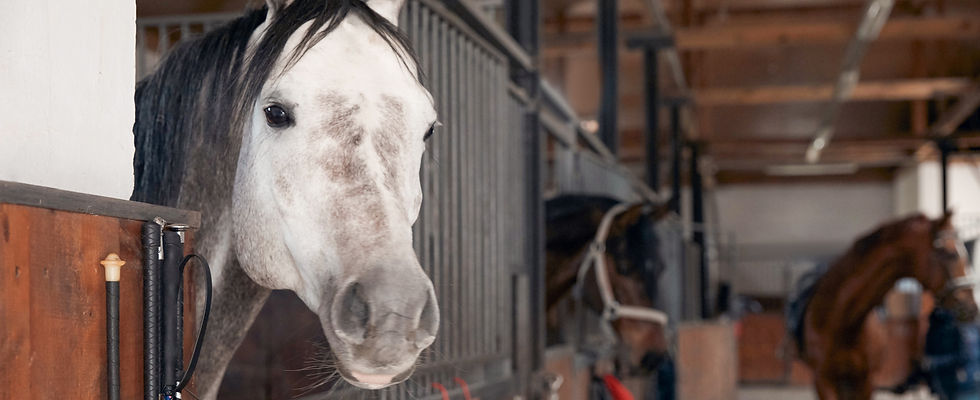 White Horse_edited.jpg