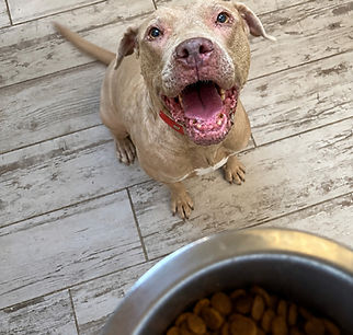 Dolly happy with her bowl of dog food