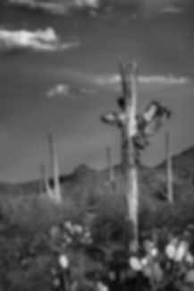 The Old Saguaro 2