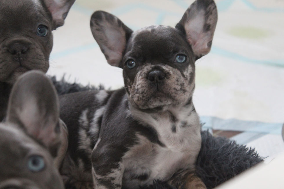 Storm ♂ Blue and Tan Merle - SÅLD