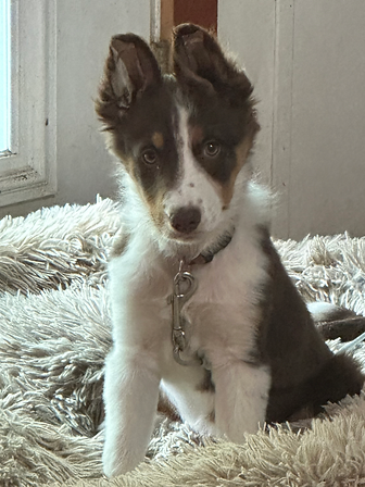 puppy training