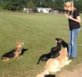 group dog obedience