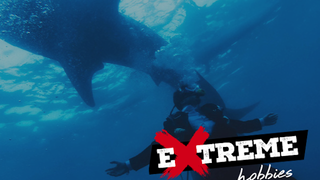 Diving With the Sharks and More with Prof. Massimo Simion