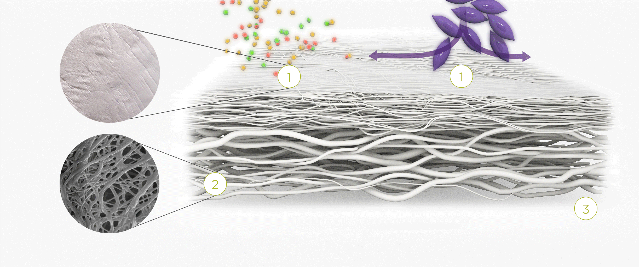 The membrane prevents infiltration of cells and enables the passage of bioactive molecules and proteins
Porous network of collagen fibers promotes cellular attachment and proliferation
Bioactive chamber supports new tissue formation and integration of the membrane at the repair site