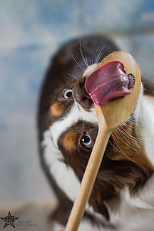 Australian Shepherd Hündin red tri blue eyes