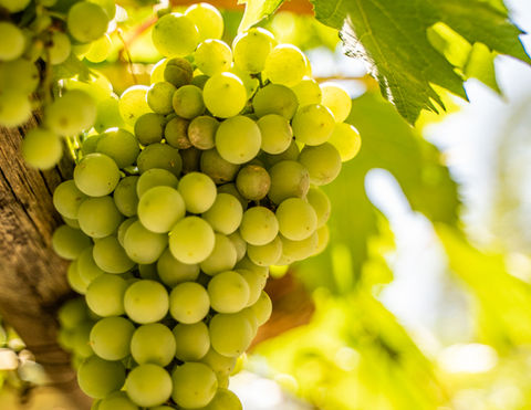 Naturaleza y Parras en El Tesoro de Elqui - Pisco Elqui