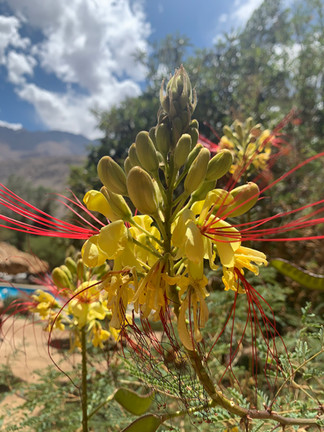 Hotel El Tesoro de Elqui - Pisco Elqui