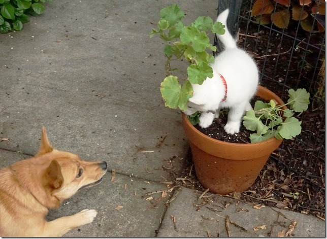 Lupin, "I'm bigger Kettu!"