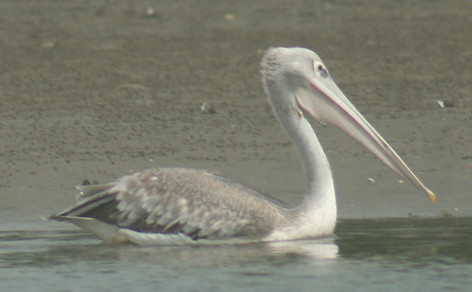 Pink-backed Pelican, Senegal, 20016.