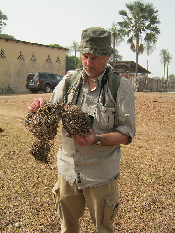 Village Weaver nests, Senegal, 2016.
