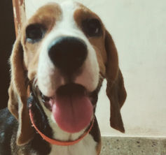 Luca