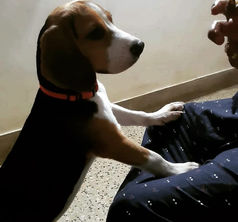 Luca