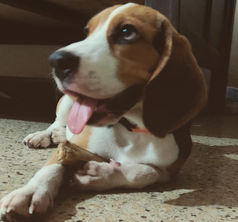 Luca