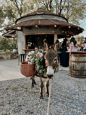 donkey