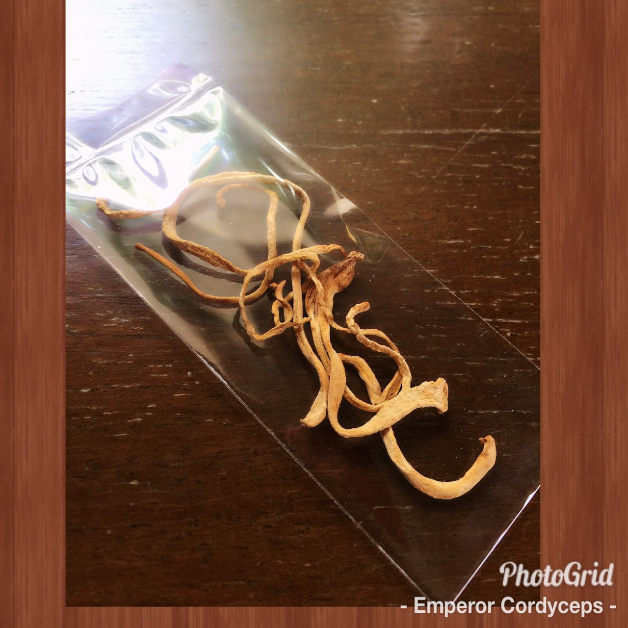 Cordyceps