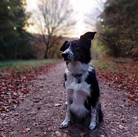 border collie sitting in the woods