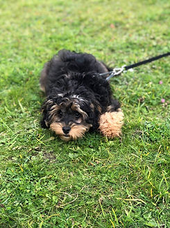 Dog Matters Coco