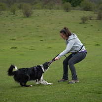 dog trainer playing tug game with collie in the park