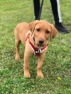 Dog Matters Phoenix puppy