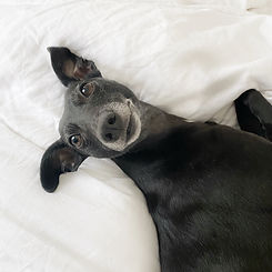 Dog Matters Jess