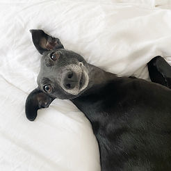 Dog Matters Jess