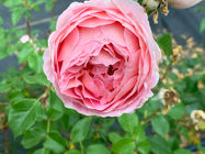 IMG-5765.jpg
