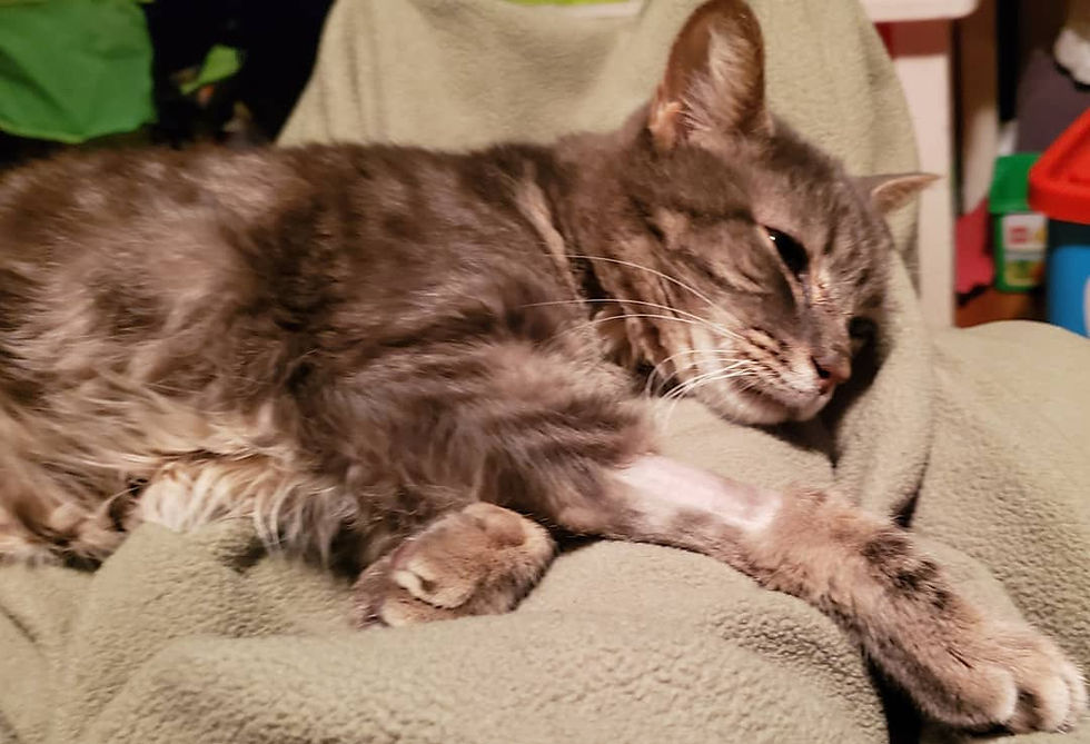 Mr. Frodo relaxing yesterday after his stressfull vet visit