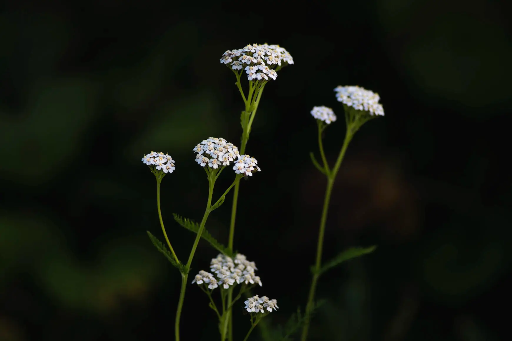 YARROW (achillea millefolium)
