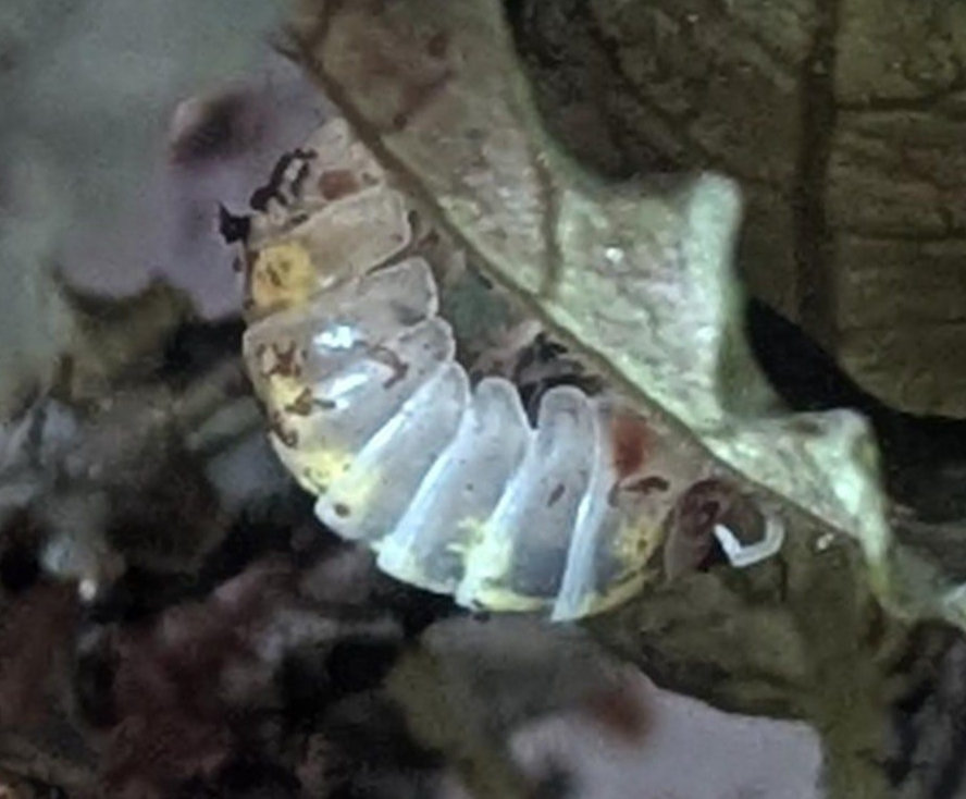 Bug Or Magic Magic Bugs!