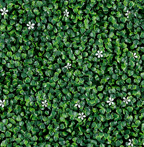 Jasmine – GREEN WALLS