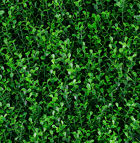 Spring Boxus – GREEN WALLS