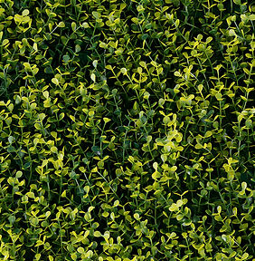Yellow Boxus – GREEN WALLS