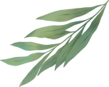 Vector Smart Object (Double Click to Edit).png