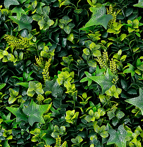 Rainforest – GREEN WALLS