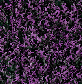 Purple Boxus – GREEN WALLS
