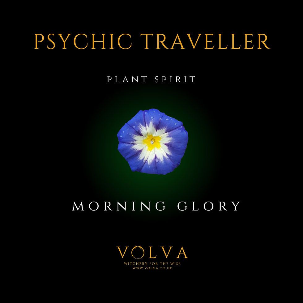 Thumbnail: Psychic Traveller Flower Essence