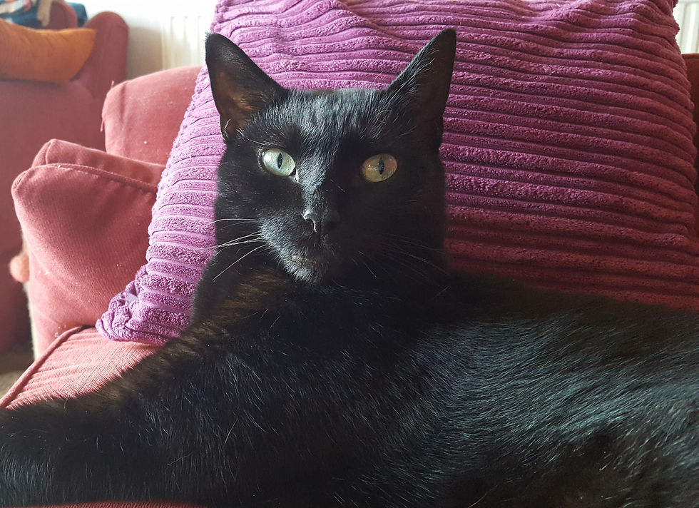 Sam, a black cat with green eyes sitting in front of a purple cord cushion