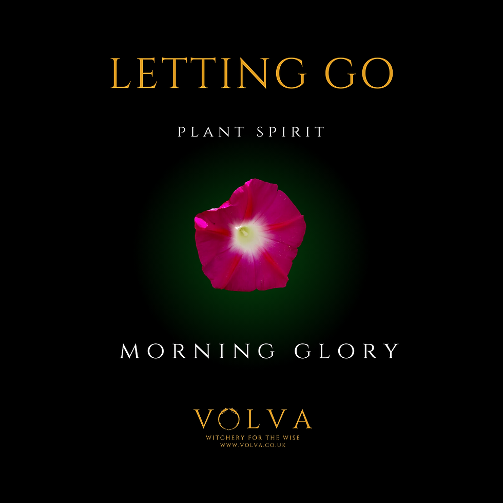 Thumbnail: Letting Go Flower Essence