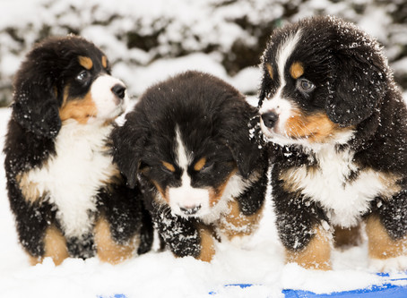 Puppy Culture Essentials Play list For Puppy Owners